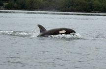 Private Sitka Wildlife LAND & SEA COMBO for 6 w/meal