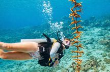 Private Diving Experience – 1 Dive
