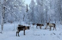Self Drive Husky Sleigh Adventure to an Authentic Reindeer Farm
