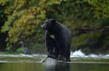 Whistler Morning With The Bears Land Rover Scenic Tour
