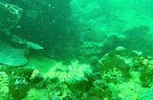 Real snorkel trip by speedboat with small group on Cham island