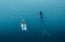 Reykjavik Shore Excursion: Whale-Watching Cruise