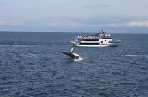 Reykjavik Shore Excursion: Whale-Watching Cruise