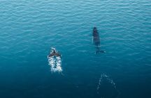 Whale-Watching Boat Tour with Expert Guide from Reykjavik
