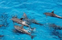 Hurghada Boat trip to Dolphin House and Snorkeling