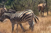 Private Wildlife & Premium WineTour Stellenbosch