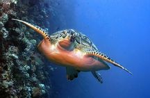 Maldives: 3 Coral Reef Marine Life Snorkeling Adventure Tour