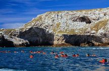 Marietas Islands Snorkeling Adventure with Open Bar and Lunch