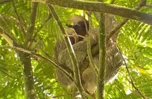 Sloth watching La Fortuna Private guide.