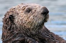 Santa Cruz Surf Walk: History and Culture Tour