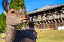 Nara Private Custom Tour｜Sacred Deer, Temples & Timeless Nature