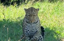 3 Days 2 Nights Maasai Mara Group Safari by 4WD From Nairobi