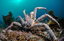 Authentic Bergen Interactive Private Walking Tour