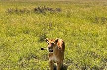 Maasai Mara Daytrip from Nairobi and Naivasha 