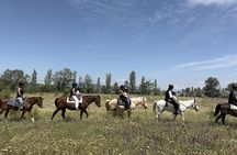 2 Hour Horse Riding Tour at Palomino Ranch near Tbilisi