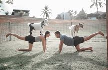 Goat Yoga Group Session