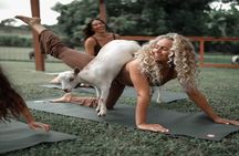 Goat Yoga Group Session