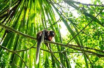 Iquitos: Full Day Monkey Island Adventure and More