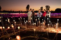 Uluru (Ayers Rock) Field of Light Sunrise Tour