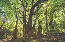 Mauritius: 2 Hours Buggy Ride - Bel Ombre Nature Reserve