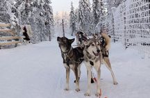 Self Drive Husky Sleigh Adventure to an Authentic Reindeer Farm