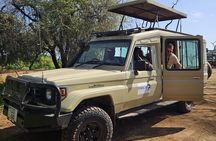 Private Ngorongoro Crater Day Trip Safari from Arusha