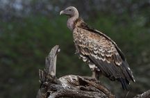 10 Day Safari plus Diani Beach