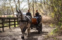 Goethe Forest Carriage Ride (Holds up to 4 People)