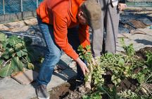 Hiroshima Garden to Table Cooking Class 