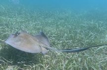 Snorkeling Experience in Vieques