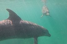 Snorkeling Experience in Vieques