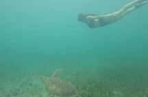 Snorkeling Experience in Vieques