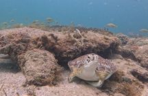 Snorkeling Experience in Vieques
