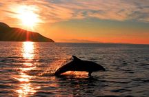 Olbia Dolphin watching and snorkeling boat tour