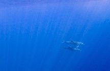 Boat Tour in the Marine Protected Area of Tavolara and Molara