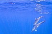 Boat Tour in the Marine Protected Area of Tavolara and Molara
