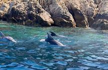 Boat Tour in the Marine Protected Area of Tavolara and Molara