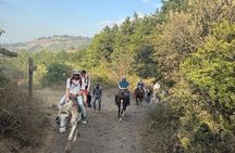 Epic Pacaya Volcano Horseback Sunset Tour w/ Pizza & Marshmallows