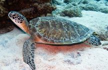 Private VIP Certified Scuba Diving in Curaçao