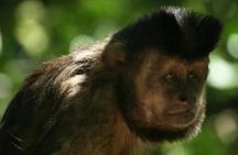 Tijuca Forest Pico Tijuca Trail with waterfall