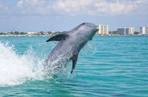 Panama City Beach Dolphin Cruise