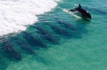 Panama City Beach Dolphin Cruise