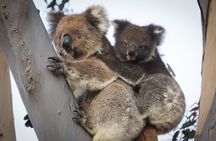 Kangaroo Island 2-Day Wildlife Adventure Small Group tour