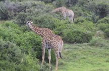 Schotia Safari Nature Park Adventure Pass