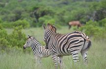 Schotia Safari Nature Park Adventure Pass