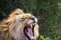 Schotia Safari Nature Park Adventure Pass