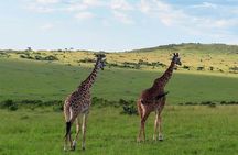 3 Day Maasai Mara Safari from Nairobi with Big Five Game Drives