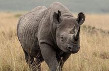 3 Day Maasai Mara Safari from Nairobi with Big Five Game Drives