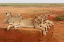 4 Days Masai Mara and lake Nakuru budget safari.