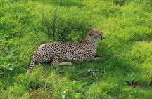 4 Days Masai Mara and lake Nakuru budget safari.